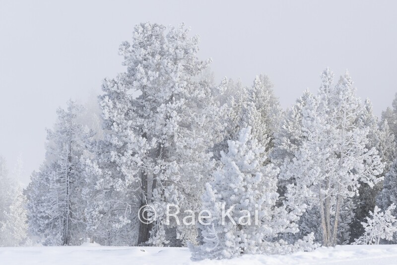 Winter Frost-Traditional Photo