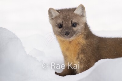 Pine Martens