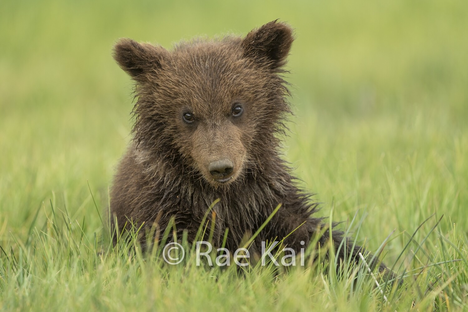 Lounging Cub-Traditional Photo