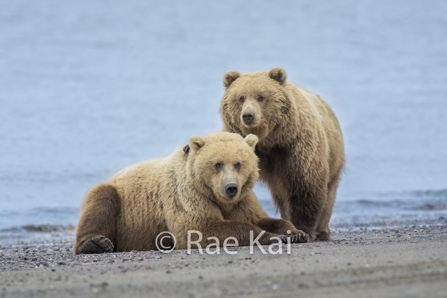 Bear Buds-Traditional Photo