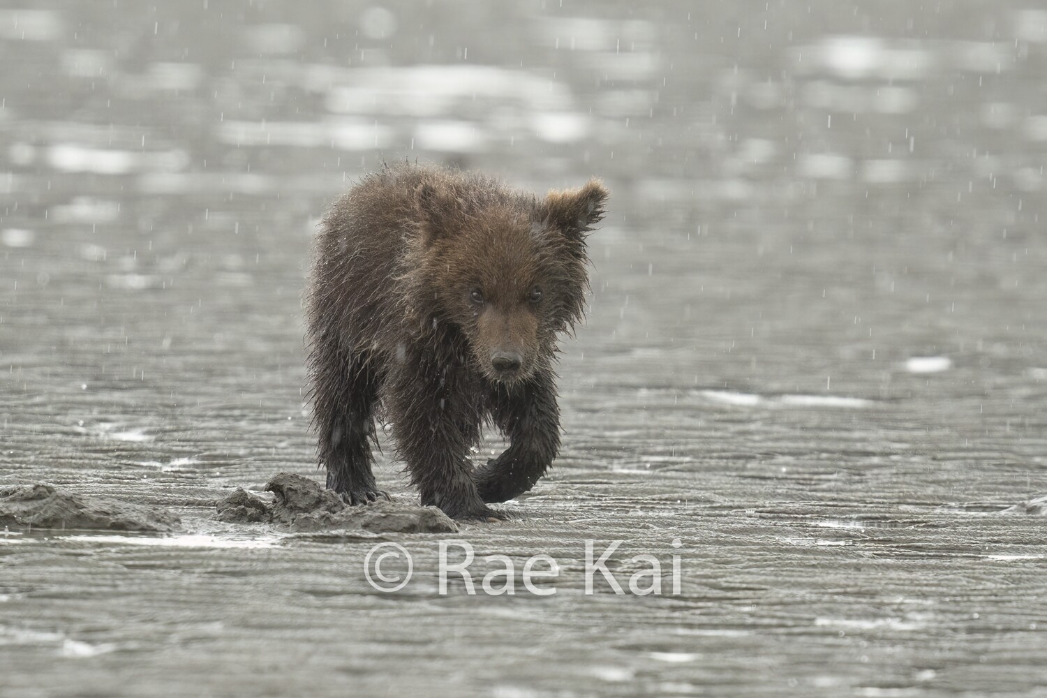 Caught in the Rain Cub-Traditional Photo