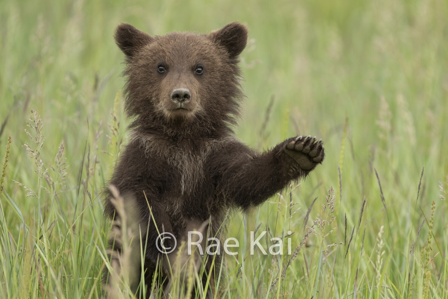 Meadow Wave-Traditional Photo