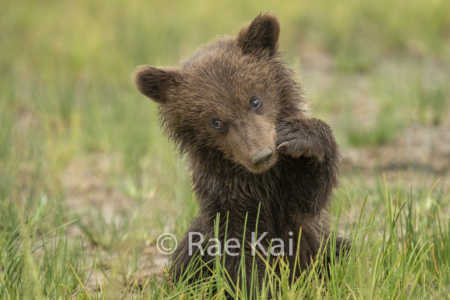 Sweet Look Cub-Traditional Photo