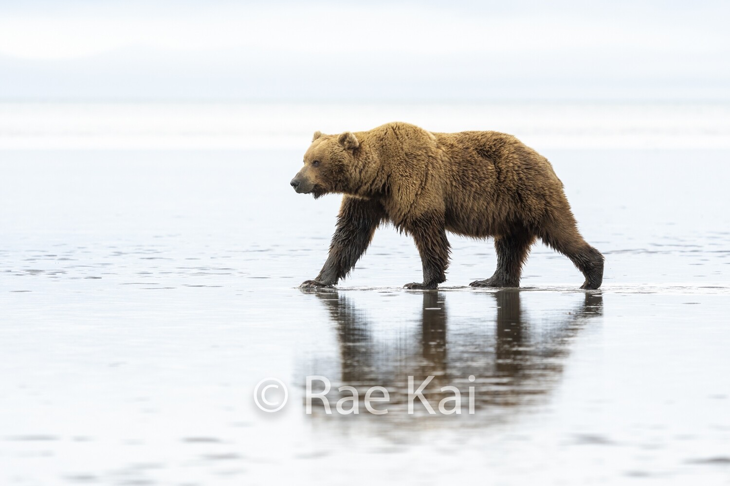 Walking on Water-Traditional Photo