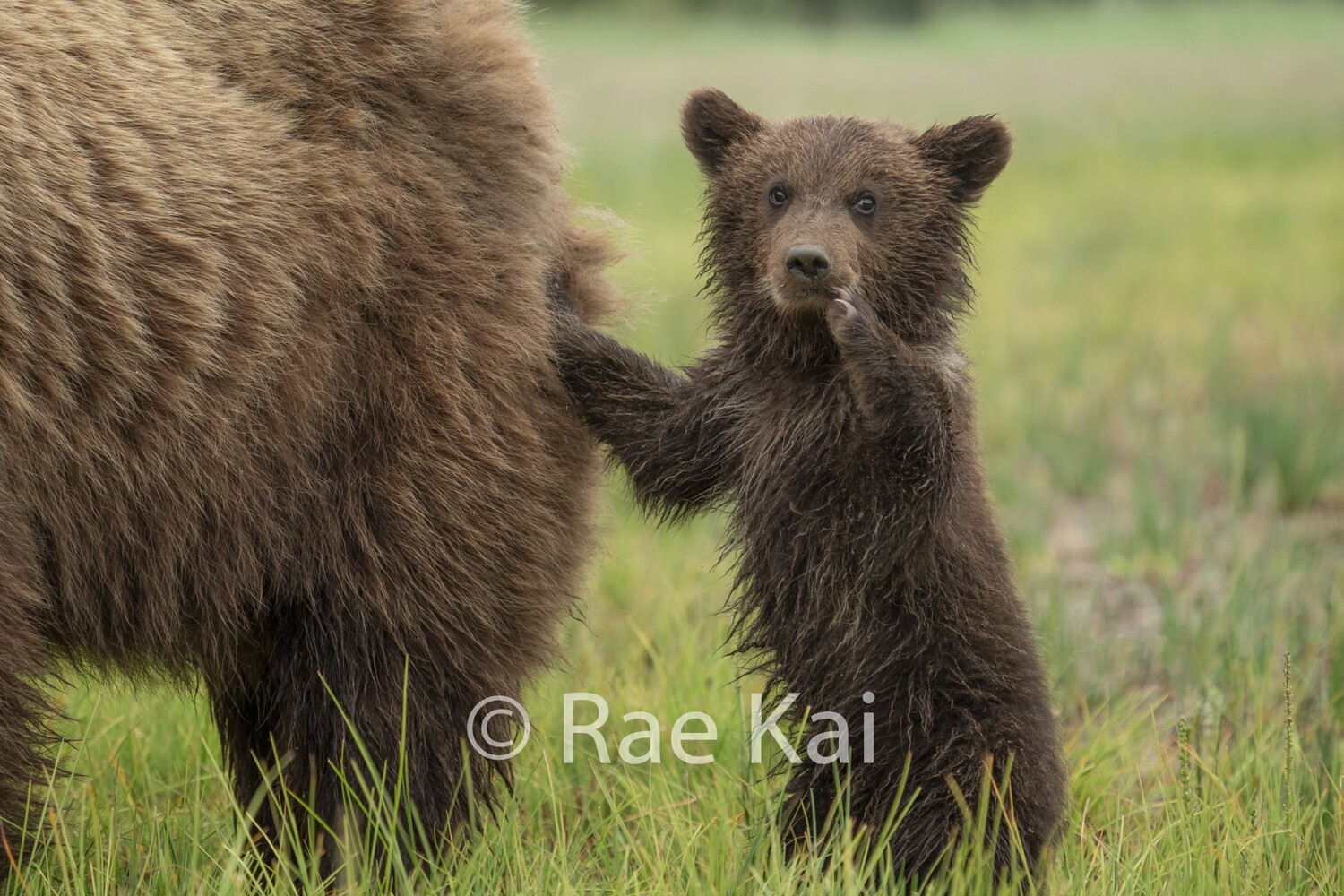 Paw Push-Traditional Photo