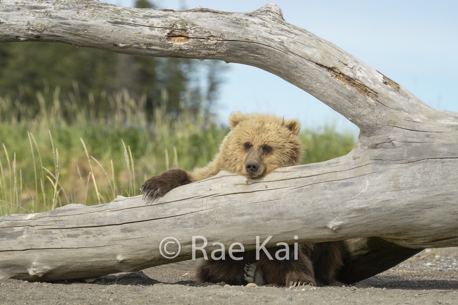 Log Rest-Traditional Photo