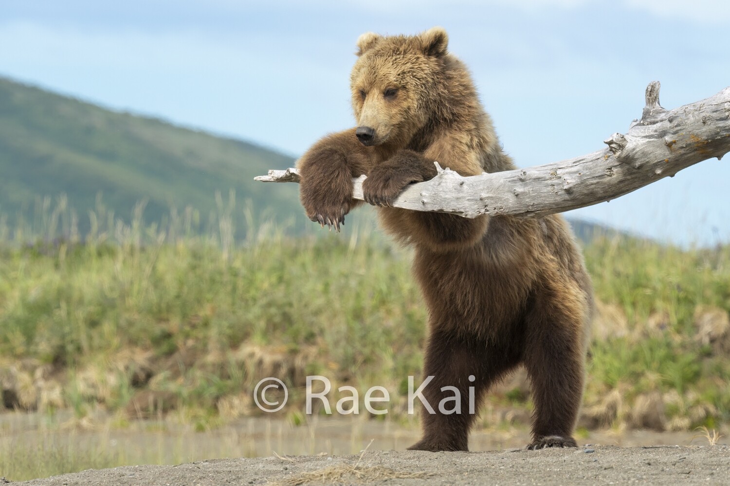 Balance Beam-Traditional Photo