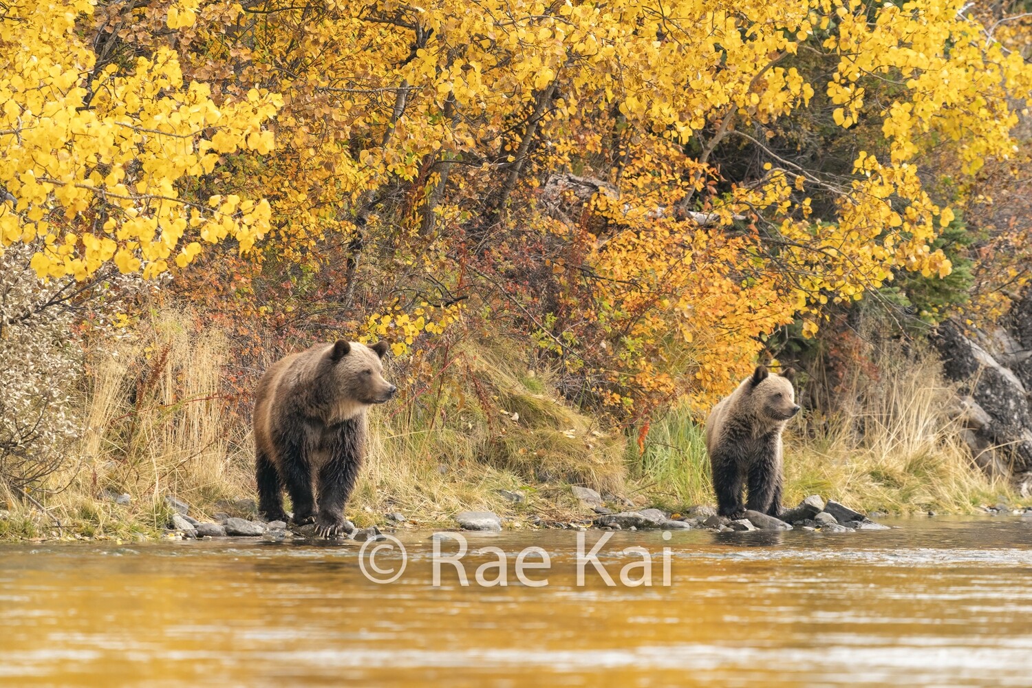 Bear Double Look-Traditional Photo
