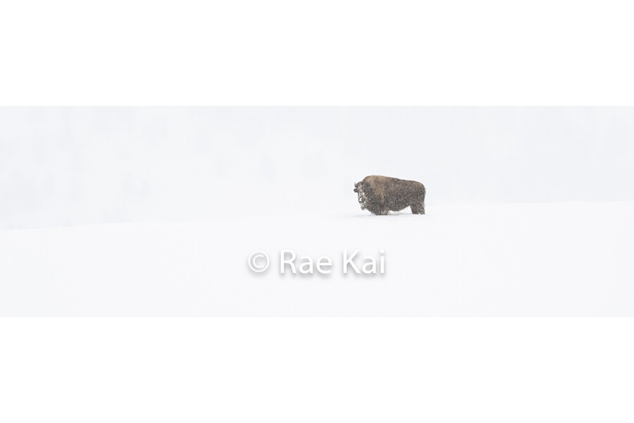 Winter Whiteout Panoramic-Panoramic Traditional Photo
