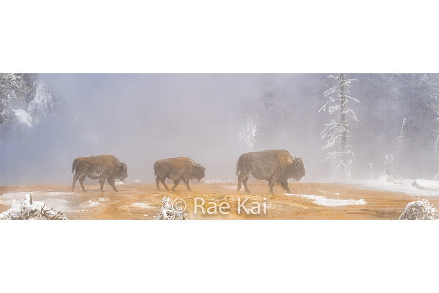 Walking Carefully Panoramic-Panoramic Traditional Photo