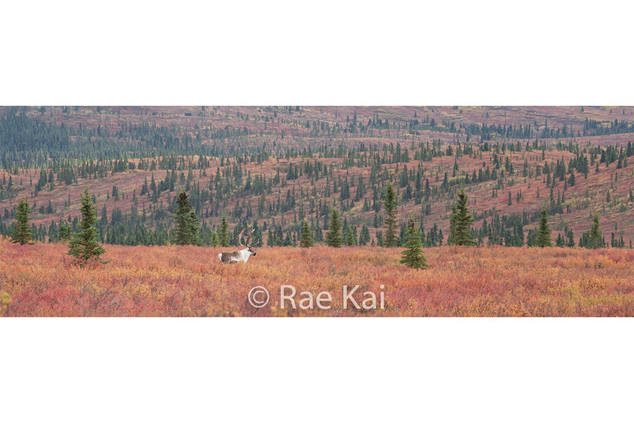 Endless Autumn Panoramic-Panoramic Traditional Photo