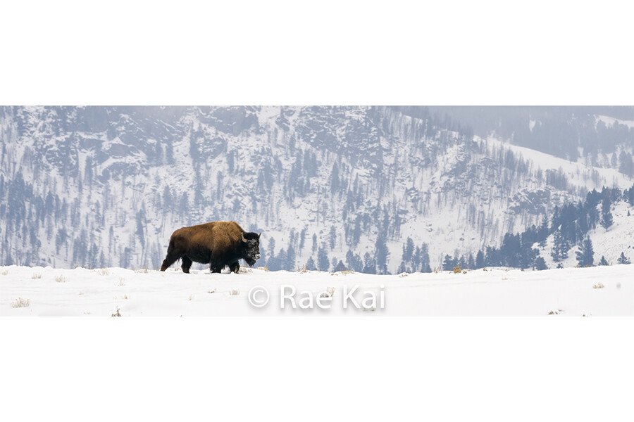 Single Bison Panoramic-Panoramic Traditional Photo