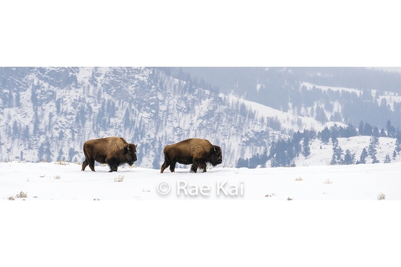 Bison Ridge Panoramic-Panoramic Traditional Photo