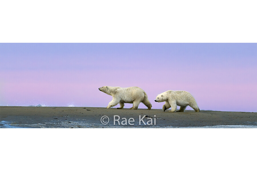 Polar Bear Sunset Serenity Panoramic-Panoramic Traditional Photo