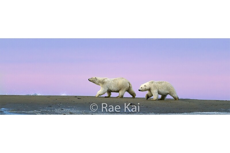 Polar Bear Sunset Serenity Panoramic-Panoramic Traditional Photo