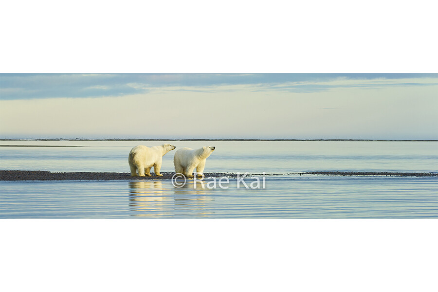 Scenic Polar Bears Panoramic-Panoramic Traditional Photo