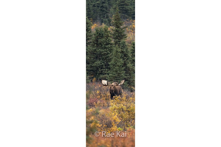Moose in the Clearing Panoramic-Panoramic Traditional Photo