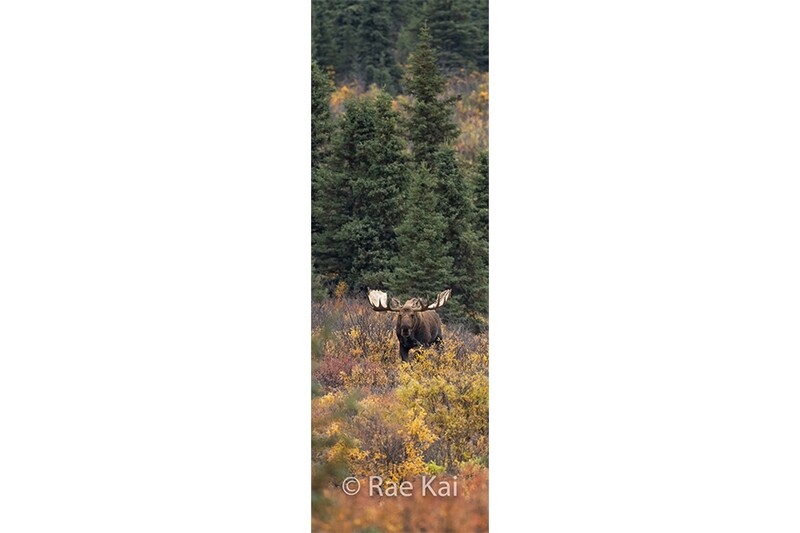 Moose in the Clearing Panoramic-Panoramic Traditional Photo