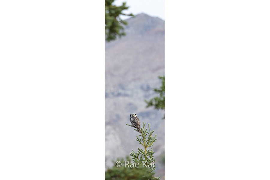 An Owl&#39;s Eye View Panoramic-Panoramic Traditional Photo
