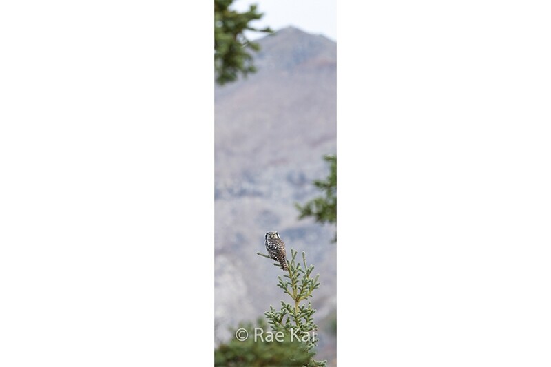 An Owl&#39;s Eye View Panoramic-Panoramic Traditional Photo