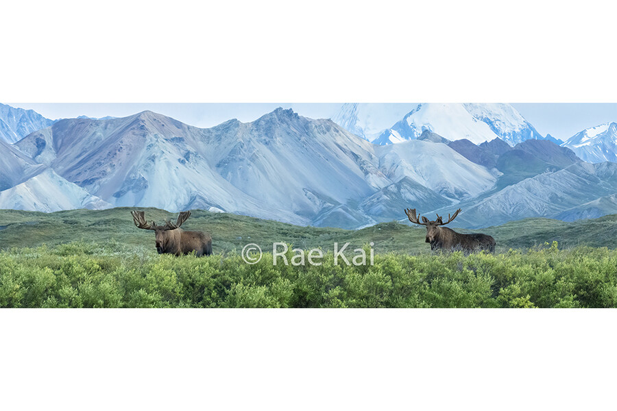 Moosescape Panoramic-Panoramic Traditional Photo
