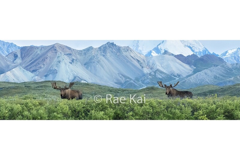 Moosescape Panoramic-Panoramic Traditional Photo