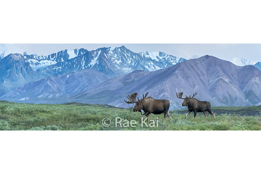 Two Moose Panoramic-Panoramic Traditional Photo