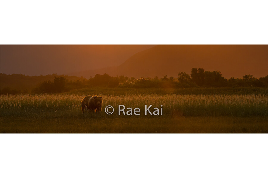 Brown Bear Sunset Panoramic-Panoramic Traditional Photo