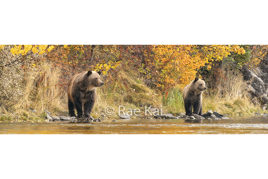 Bear Double Look Panoramic-Panoramic Traditional Photo