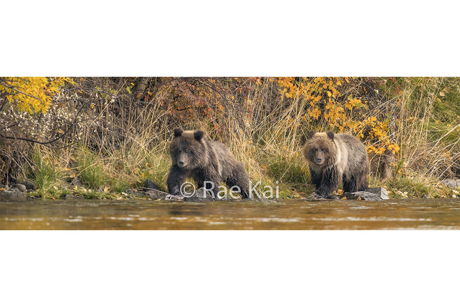 Spring Cub Splendor Panoramic-Panoramic Traditional Photo