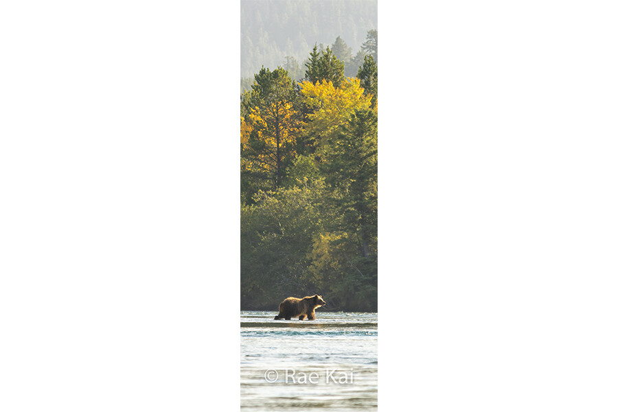 River Forest Bear Panoramic-Panoramic Traditional Photo