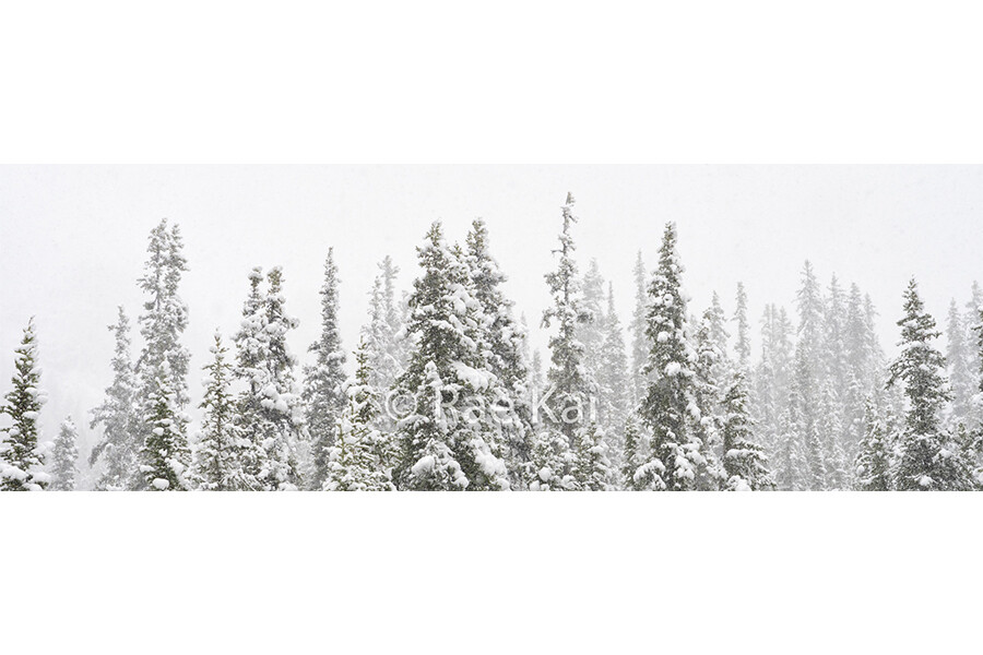 Snowy Tree Tops Panoramic-Panoramic Traditional Photo