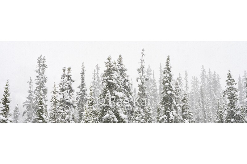 Snowy Tree Tops Panoramic-Panoramic Traditional Photo