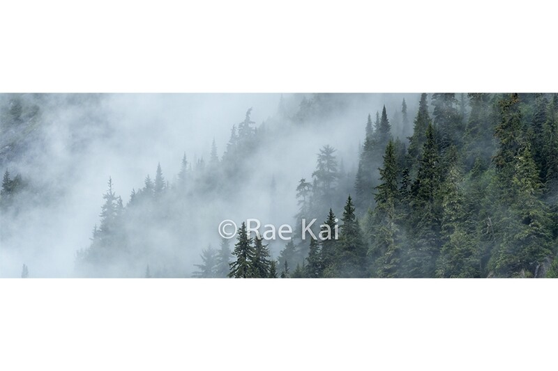 Treeline Mist Panoramic-Panoramic Traditional Photo