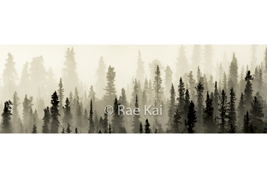 Forest Silhouette Panoramic-Panoramic Traditional Photo