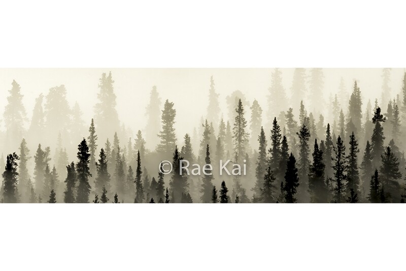 Forest Silhouette Panoramic-Panoramic Traditional Photo