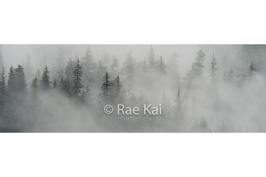 Misty Tree Forest Panoramic-Panoramic Traditional Photo