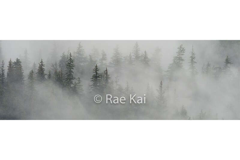 Misty Tree Forest Panoramic-Panoramic Traditional Photo