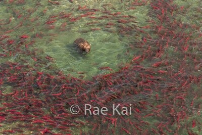 ALL WILDLIFE PHOTOS