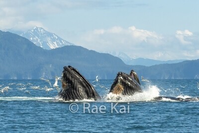 Whales / Seals / Sea Lions