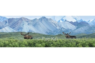 ALL PANORAMIC PHOTOS