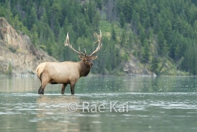 Traditional Nature Photos