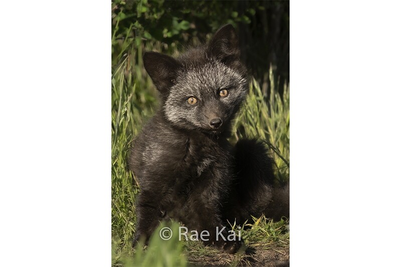 Head Tilt Black Kit-Traditional Photo