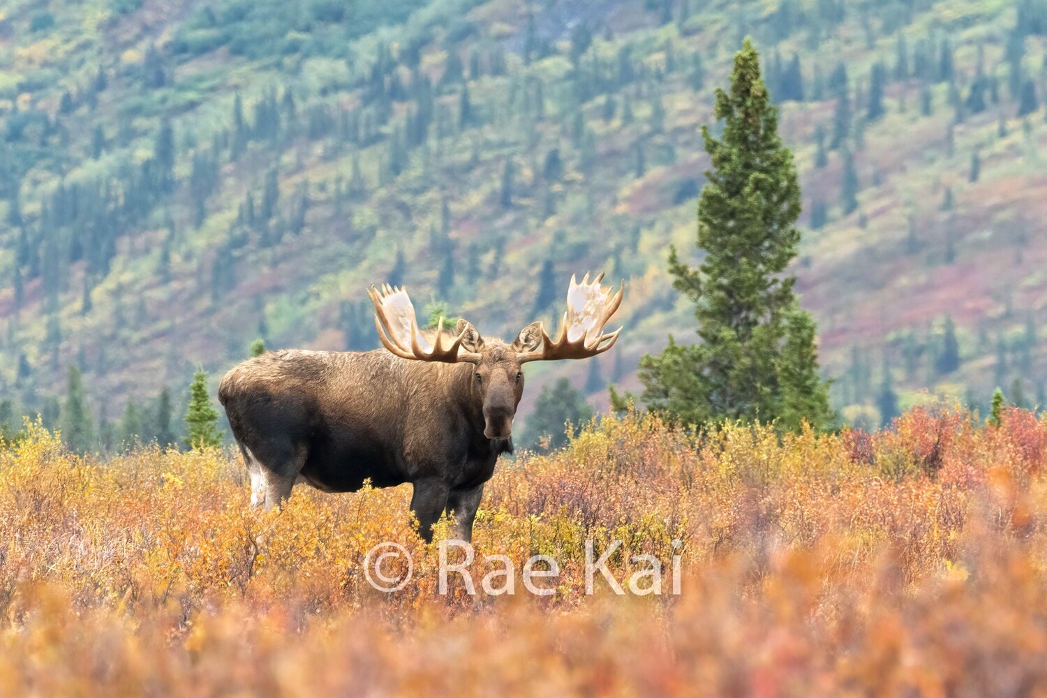 Fall Moose-Traditional Photo