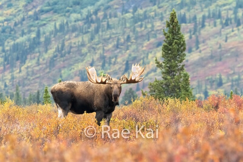 Fall Moose-Traditional Photo