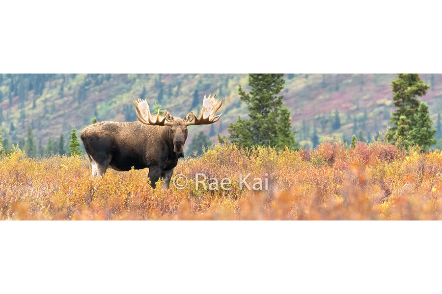 Fall Moose Panoramic-Panoramic Traditional Photo