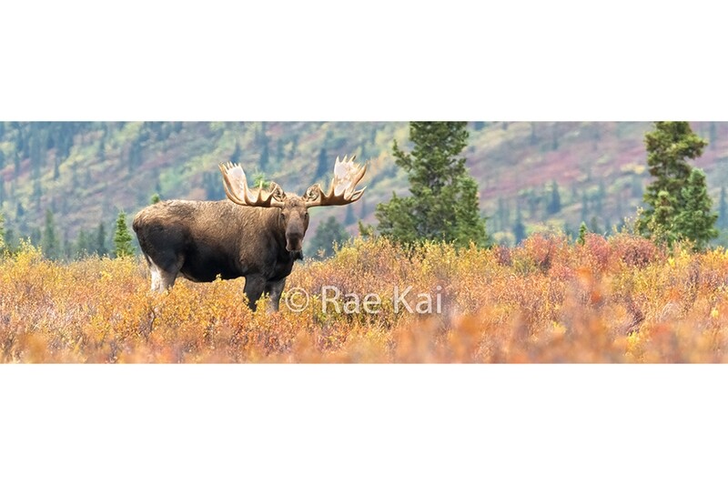 Fall Moose Panoramic-Panoramic Traditional Photo