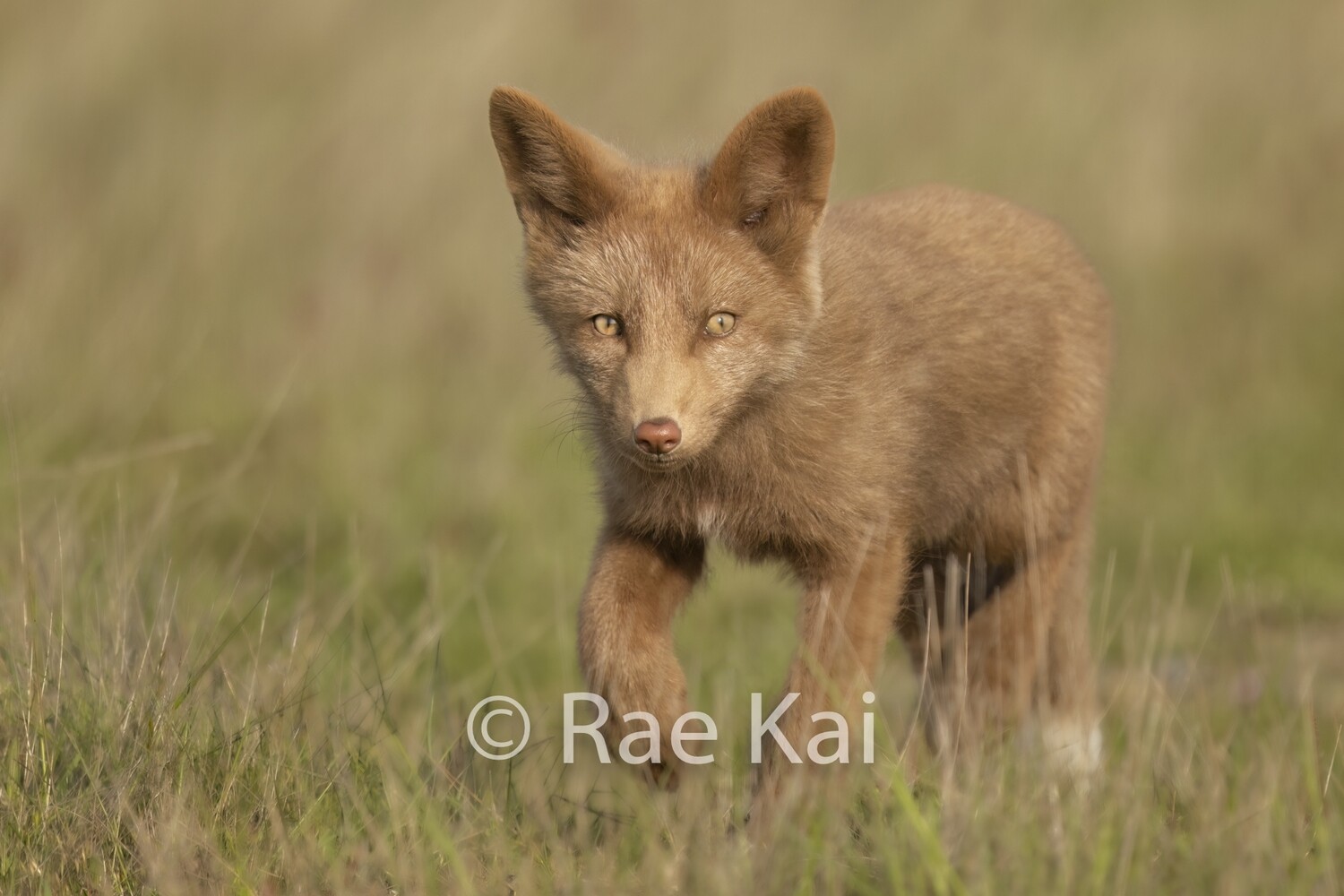 Cinnamon Fox Kit-Traditional Photo