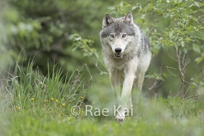 Wolves / Coyotes
