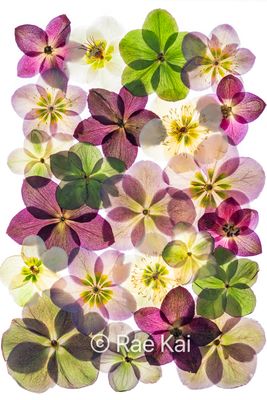 Pressed Flower Macro Photos